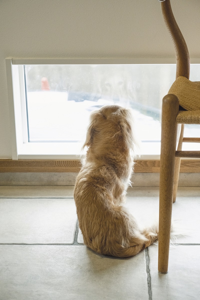 愛犬と快適に暮らす家