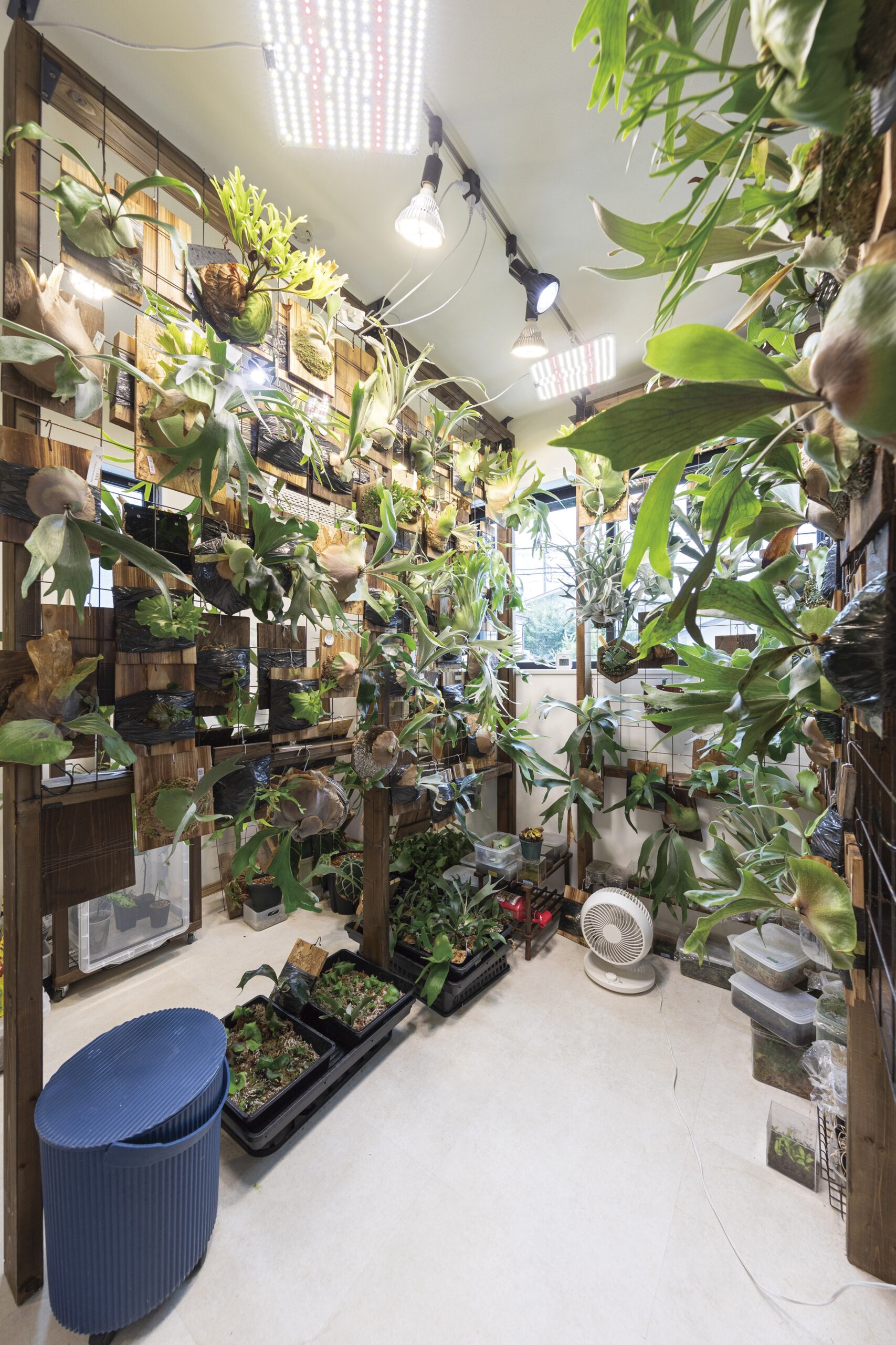 育成ライトや空調を完備した、ご主人こだわりの「植物LABO」。