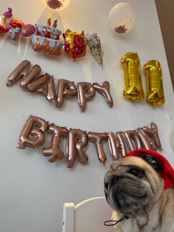 【祝】看板犬・太郎くんが11歳になりました！