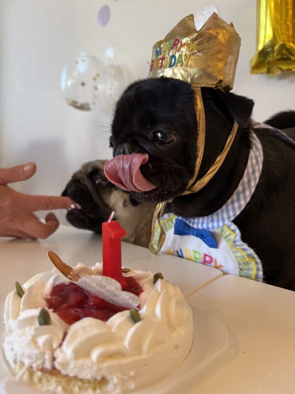 【祝】看板犬・ゴン太くんが1歳になりました！